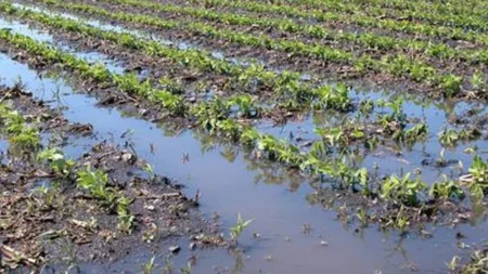 गारपीट झालेल्या क्षेत्राचे चुकीच्या पद्धतीने पंचनामे, नुकसानभरपाईची रक्कमही कमी मिळाली; वाकरेतील शेतकऱ्यांचा आरोप wakare Allegation of farmers wrongly registered