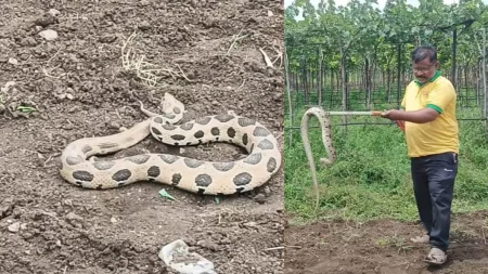 5-foot-long snake was caught at Kumthe tasgaon manerajuri sangli