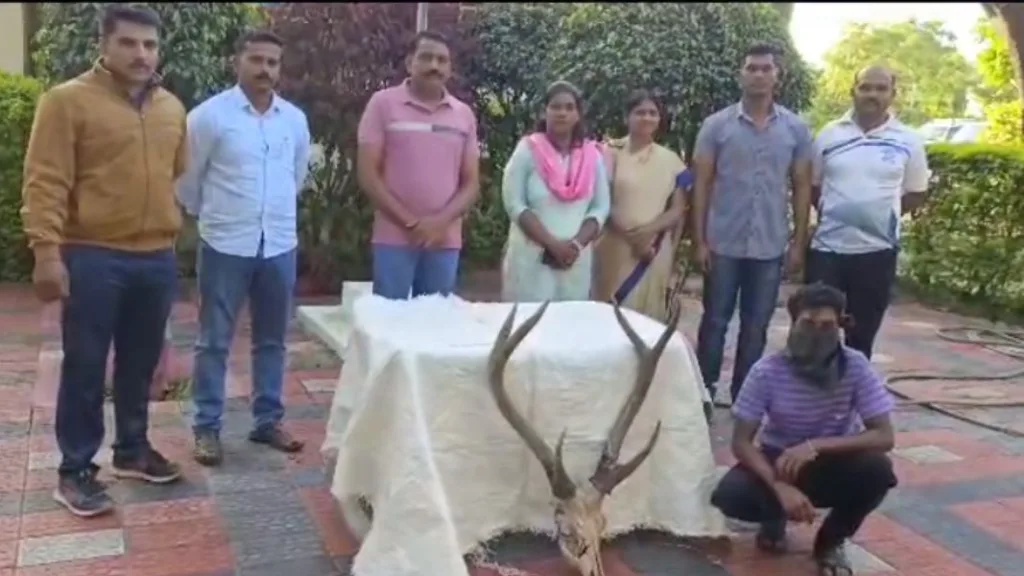 Deer antler smuggling arrested one people plaus sangli animal news