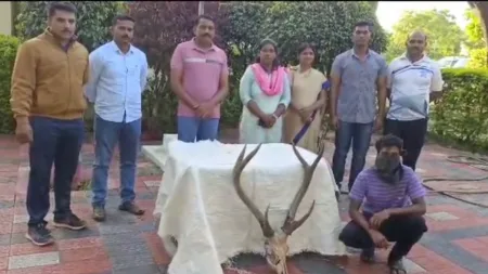 Deer antler smuggling arrested one people plaus sangli animal news
