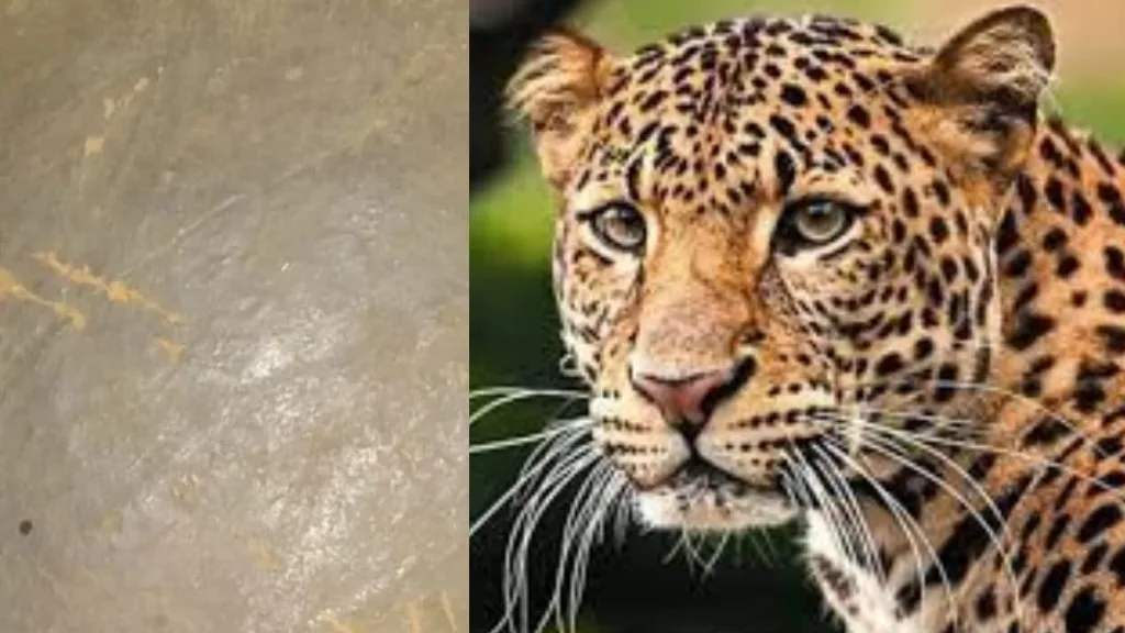 leopard Tambewadi hasane Radhanagari animal marathi news