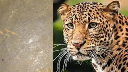 leopard Tambewadi hasane Radhanagari animal marathi news