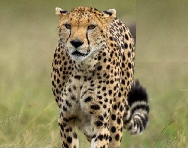 आणखी एका मादी चित्त्याचा मृत्यू Another female cheetah dies