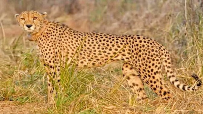 'Nirwa' Cheetah found after 22 days