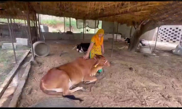गायींनी बदलले नशीब Cows changed fortunes