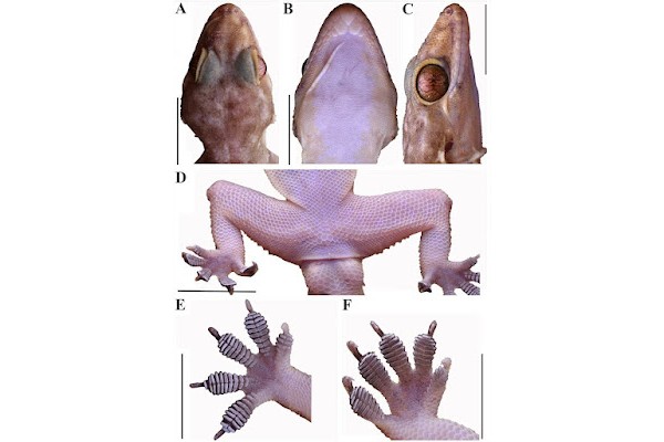 A unique sail found in Tamil Nadu