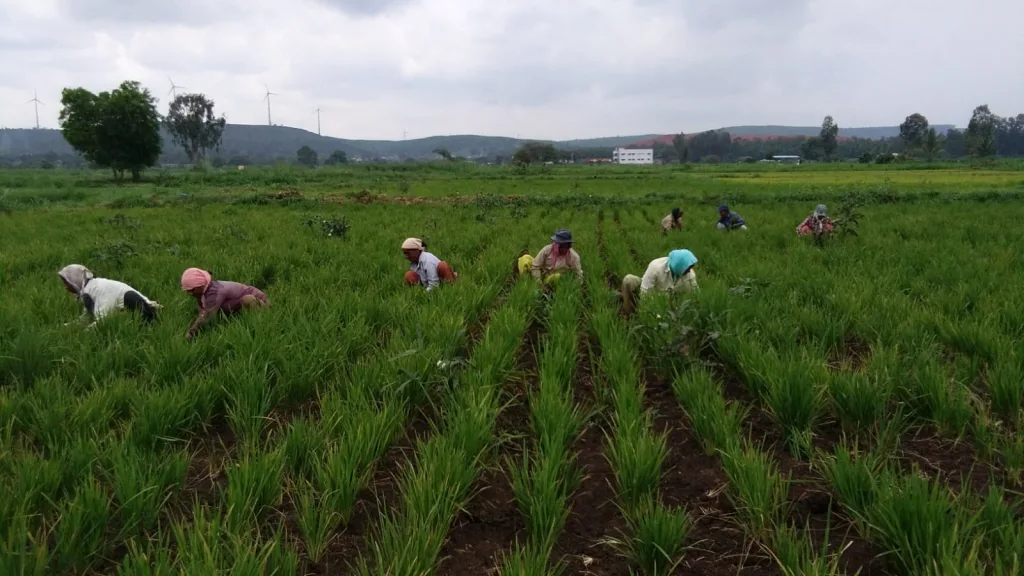 The entire Belgaum district is under the shadow of drought