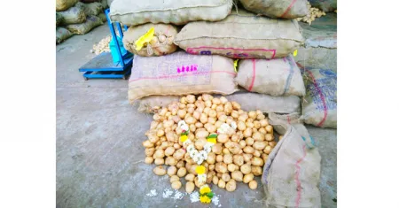 Onion-potato prices slightly reduced, Hassan potato entered the market
