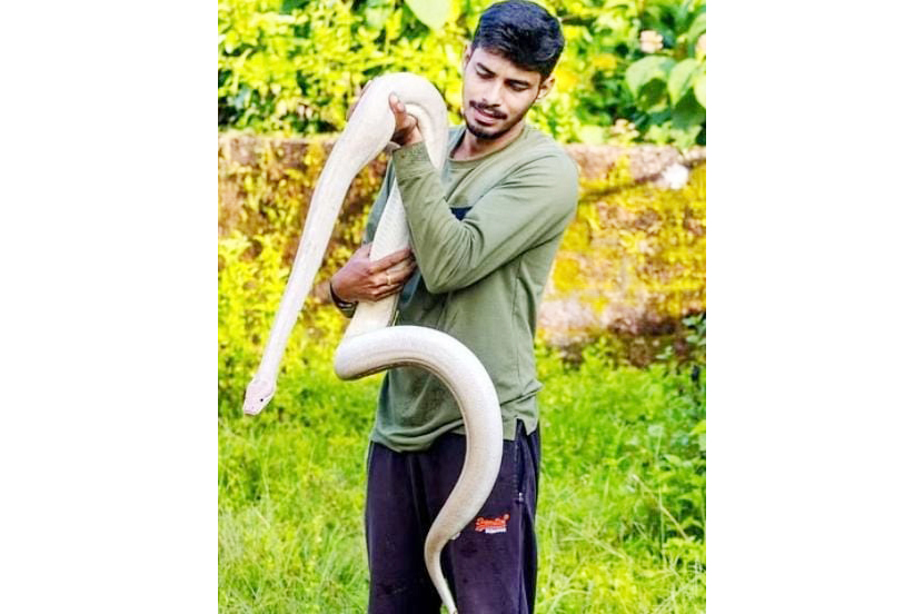 A white python found in Kumtha