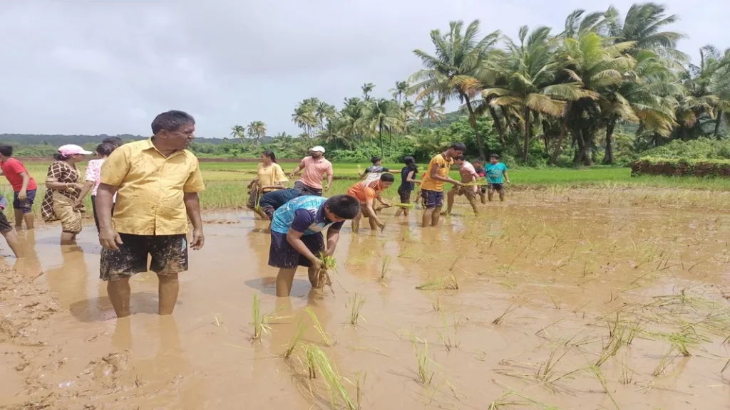 मालवणात विद्यार्थ्यांनी लावलो तरवो !