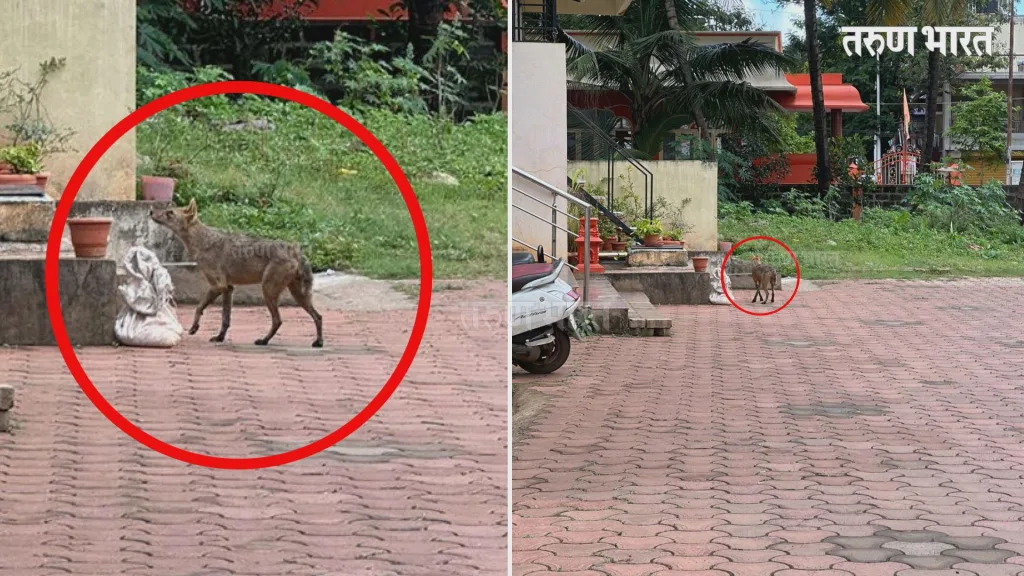 fox-spoted-at-shastrinagar
