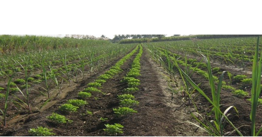 Sowing completed in 6 lakh hectares in Kharipat