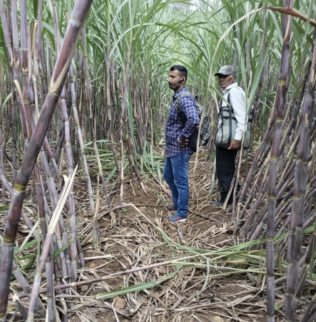 उत्रे येथे रान डुक्करांच्या नुकसानीची पाहणी