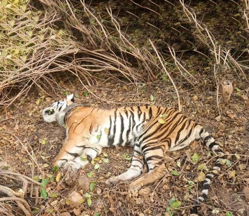 'Concern' about tiger deaths...