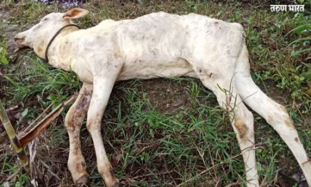 animal dies of lumpy skin disease