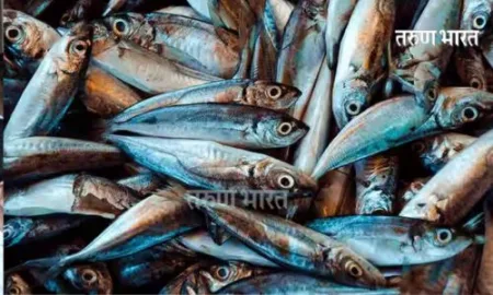 Kolhapur : कोडोलीत रक्षाबंधन निमीत्त मोफत दीड टन माशांची भेट! Fishing ban ends; Fresh fish from today