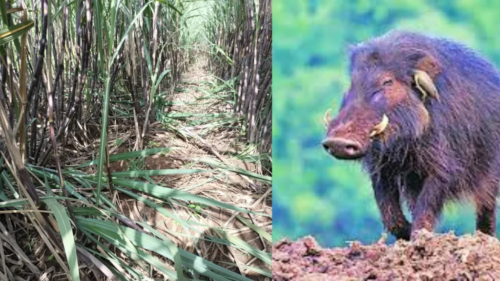 Kolhapur utre pannala tbdnews