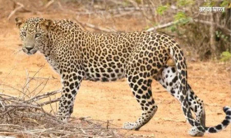 Kolhapur Two days leopard terror