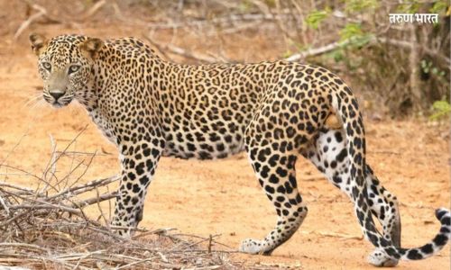 Kolhapur Two days leopard terror