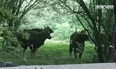 Kolhapur : गिरोली घाटात झाडीत 20 गव्याच्या कळपाचे दर्शन Giroli Ghat