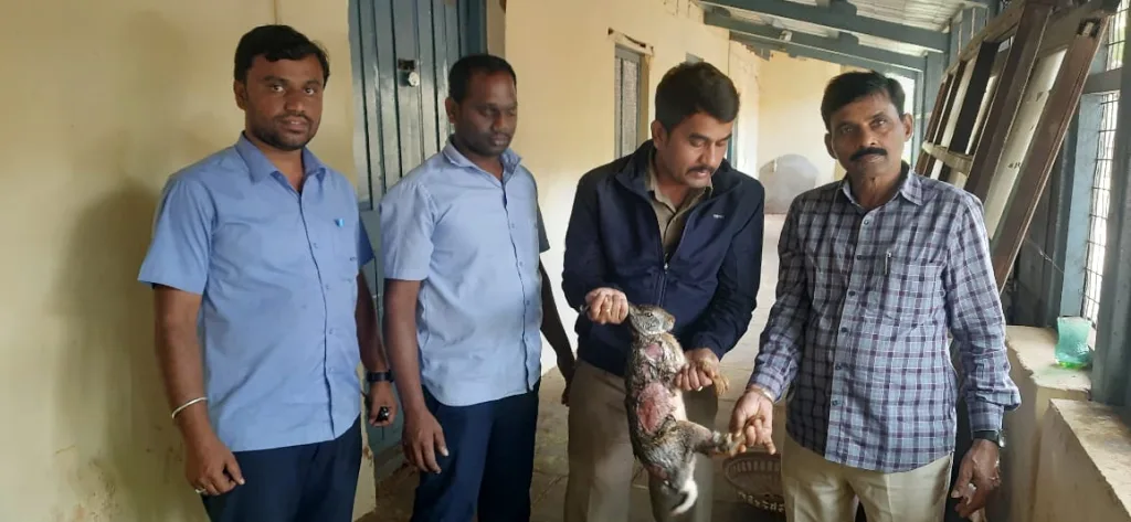केएलएस पब्लिक स्कूलमध्ये जखमी अवस्थेत आढळलेल्या सशाला जीवदान A rabbit found injured in KLS Public School was given life support