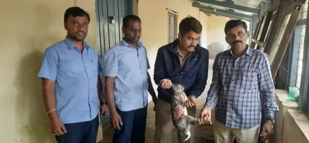 केएलएस पब्लिक स्कूलमध्ये जखमी अवस्थेत आढळलेल्या सशाला जीवदान A rabbit found injured in KLS Public School was given life support