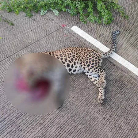 Ratnagiri : वाहनाच्या धडकेने बिबट्याचा मृत्यू; गुहागर- चिपळूण मार्गावरील देवघर येथील घटना Ratnagiri Leopard dies