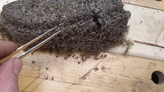 The mosquito burger is eaten with relish