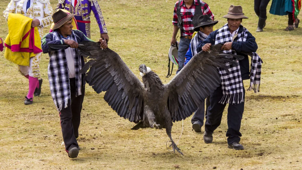 सर्वात मोठ्या आकाराचा पक्षी The largest bird