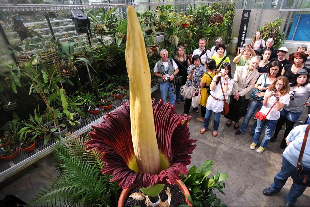 The smelliest flower