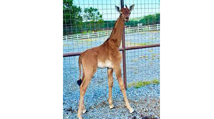 अमेरिकेत जन्मला पहिला स्पॉटलेस जिराफ First Spotless Giraffe born in America