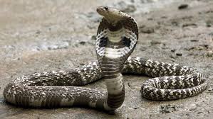 Don't worship snake...Conservation is necessary