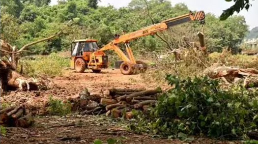 6 thousand trees felled in Jim Corbett