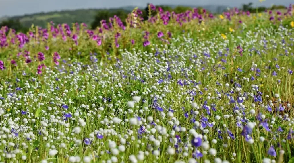 Flowers begin to bloom on the Kas plateau