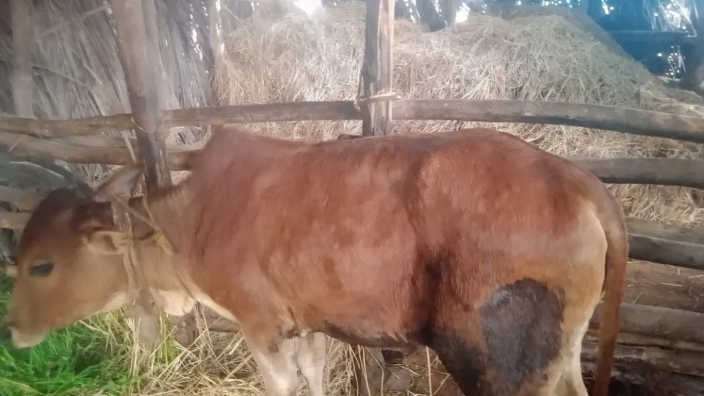 शिरशिंगेत बैलाला लंपी सदृश्य आजाराची लागण?