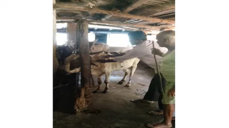 नेमळे तसेच आसपासच्या परिसरात गुरांना लंपी आजाराची लागण