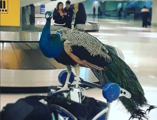 विमानात महिलेने आणला मोर A woman brought a peacock in the plane