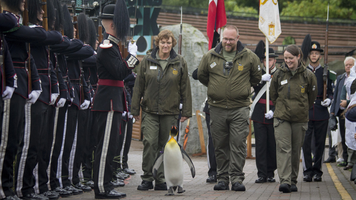 पेंग्विनला नॉर्वेच्या सैन्यात मिळाली बढती Penguin is promoted to the Norwegian army