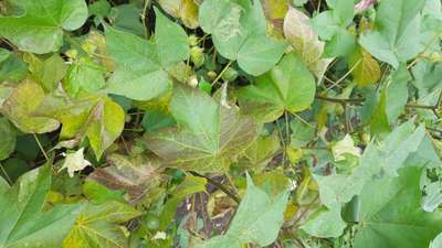 Insect infestation in some areas