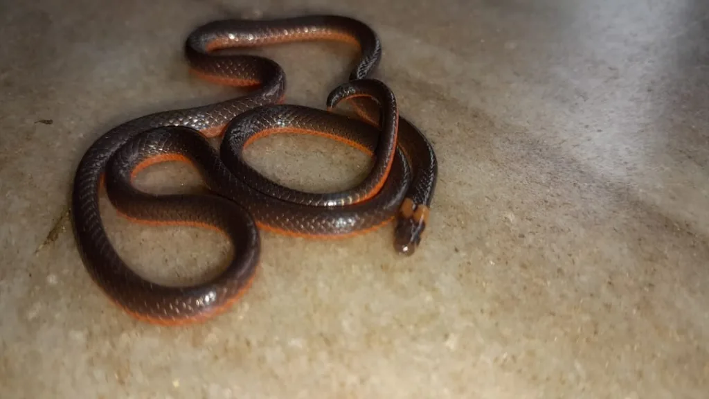 तुळस गावात आढळला पुन्हा एकदा अतिदुर्मिळ कॅस्ट्रोज कोरल साप