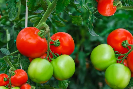 बेळगाव: टोमॉटो चोरट्याला शेतकऱ्याने पकडले रंगेहाथ … Belgaum: Tomato thief caught red-handed by a farmer...