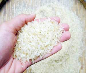 उकड्या तांदळावर 20 टक्के निर्यातकर Beneficiaries deprived of food