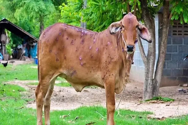 Restrictions on animal markets due to spread of lumpy