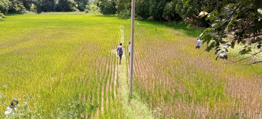 पावसाअभावी निम्म्याहून अधिक भातपिके धोक्यात More than half of paddy crops are at risk due to lack of rain