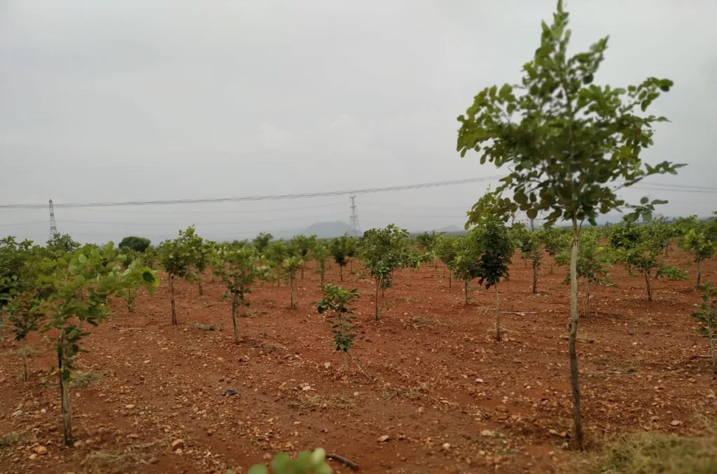 The fragrance of sandalwood is blooming in the district