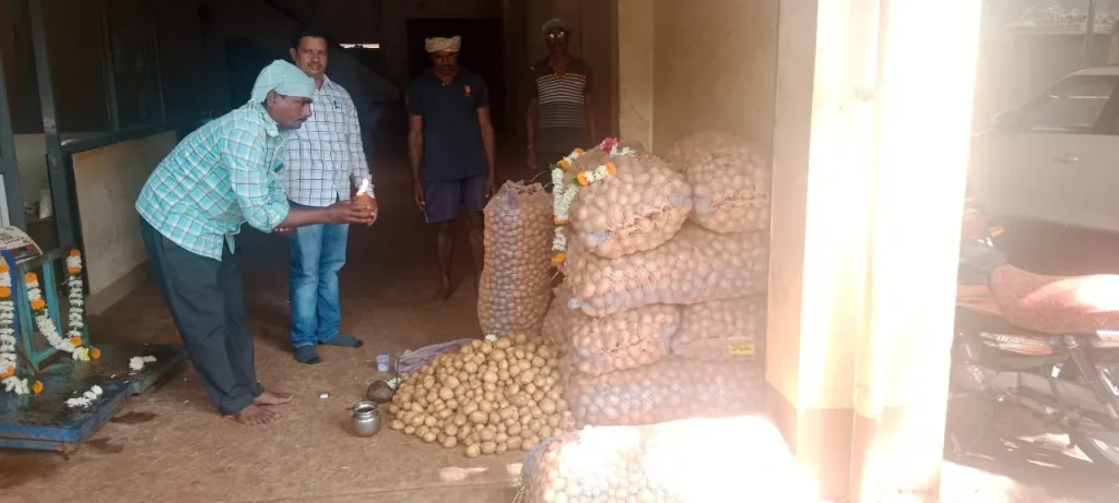 यंदाच्या हंगामातील जवारी बटाटा विक्रीसाठी एपीएमसीमध्ये दाखल Jowari potato of this season entered in APMC for sale