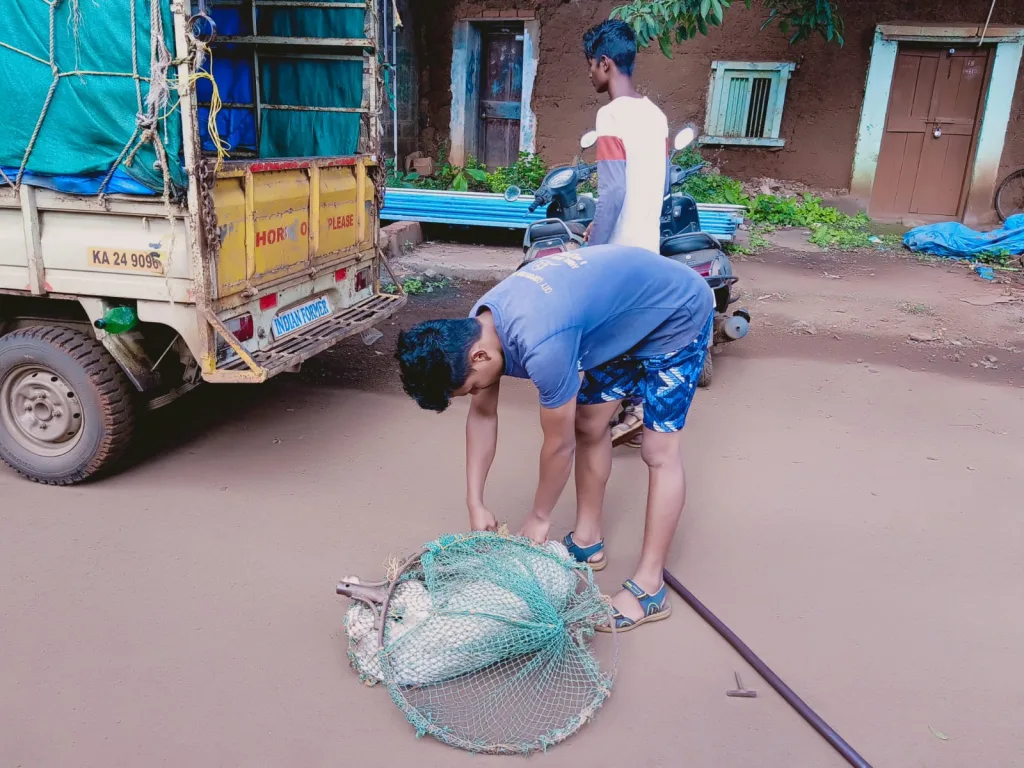 भटक्या कुत्र्यांना पकडण्यास अनगोळ परिसरात प्रारंभ Start in angol areas to catch stray dogs