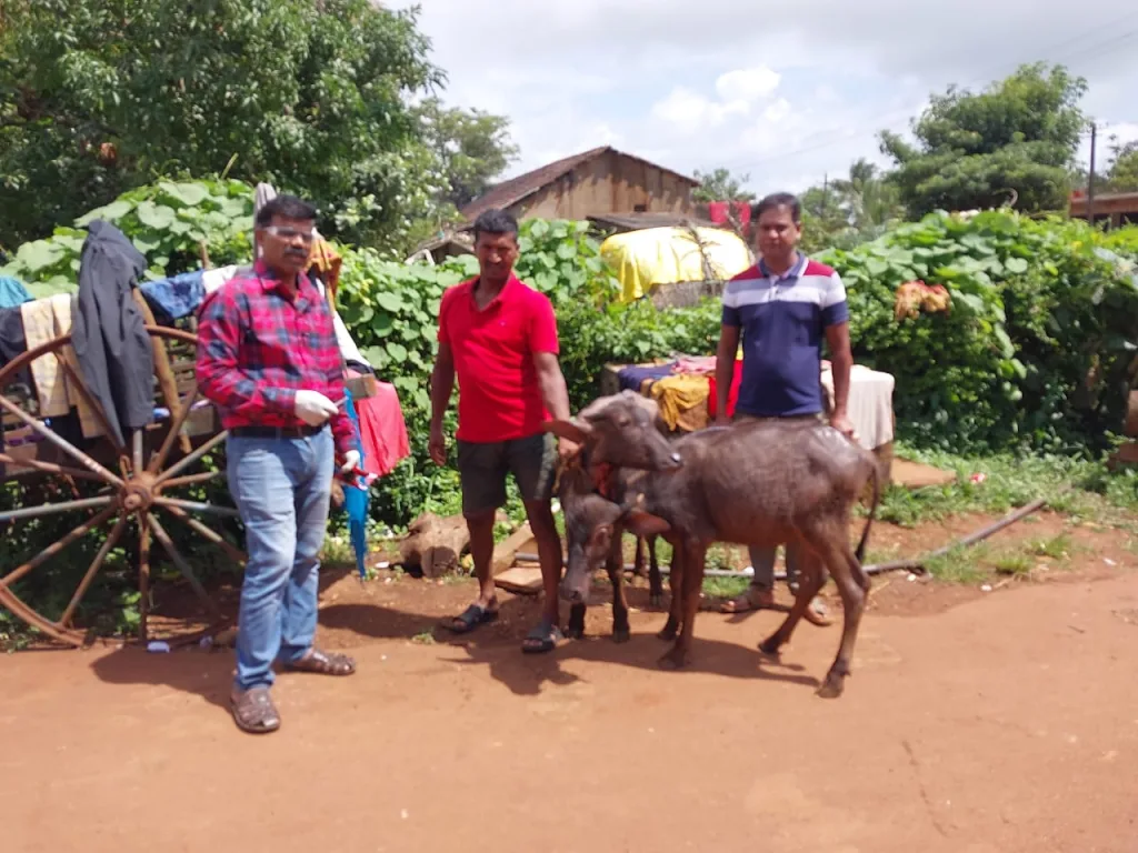 ब्रुसेलोसीस प्रतिबंधक लसीकरण मोहीम तीव्र