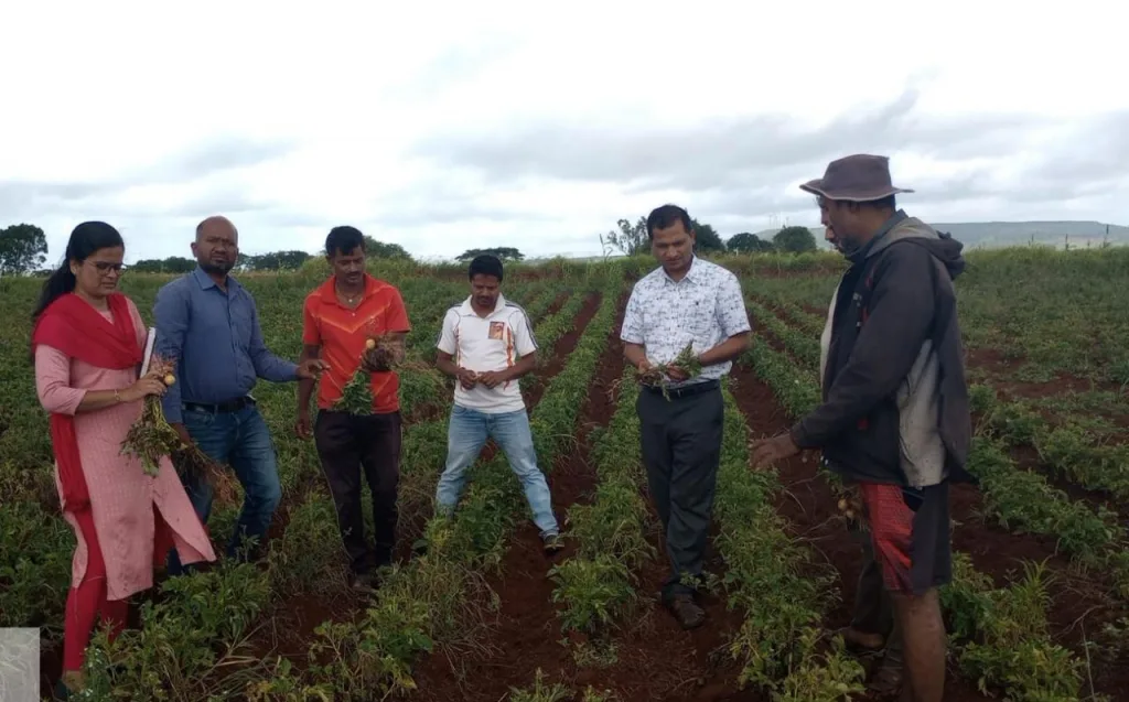 Inspection of potato-sweet potato crop damage by officials