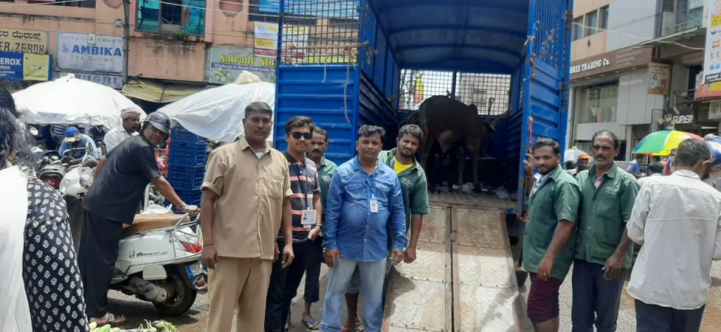 शहरातील मोकाट जनावरे पकडली